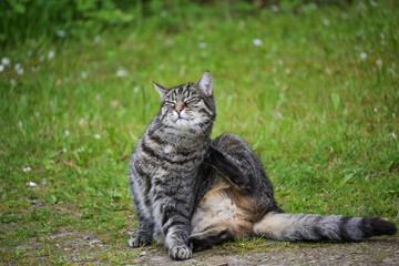 Naklejka na ściany i meble Funny tabby cat with thick fur is sitting in the garden in front of the lawn and scratches itself with the back paw behind the ear, pet and animal health theme, copy space, selected focus