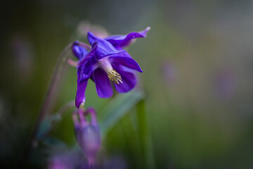 Violet flower of common columbine (Aquilegia vulgaris) in a wild meadow, macro shot against a green background, copy space, selected focus