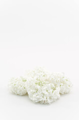 Fototapeta na wymiar immagine con primo piano di fiori appassiti di ortensia arborescente annabelle su superficie bianca