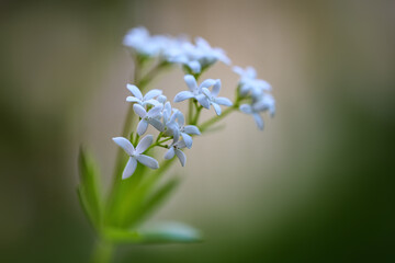 White flowers of sweet woodruff (Galium odoratum), perennial plant, used for flavoring drinks or jellies and as a medicinal plant, macro shot, green background, copy space