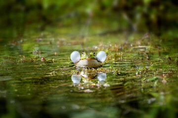 Common water frog (Pelophylax kl. esculentus) calling male with inflated vocal sacs, amphibian...