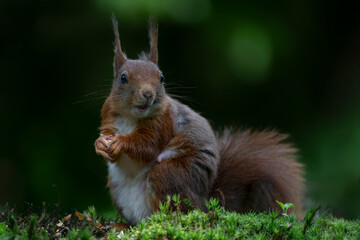 Hungry Eurasian red squirrel (Sciurus vulgaris) in the forest of Noord Brabant in the Netherlands.                                                              