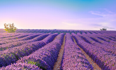 Lavender field at sunset in Provence, France. Generated AI