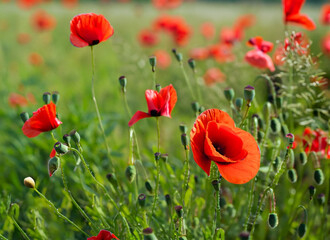 Obraz premium Poppy wild flowers red poppies red green nature environment poppy fields. Generated AI