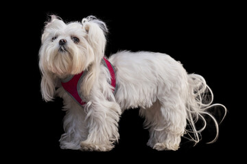 Cute White Maltese dog, standing isolated on black background