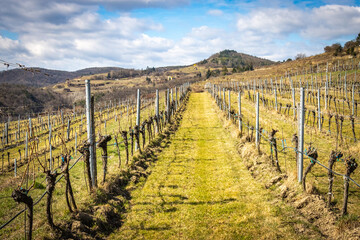 walking in the vineyards over krems an der donau, krems, stein, danube, lower austria, path