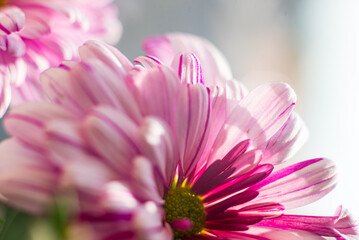 A close up of a pink chrysanthemum flower