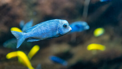 Small blue tropical fish with other brightly colored fish.