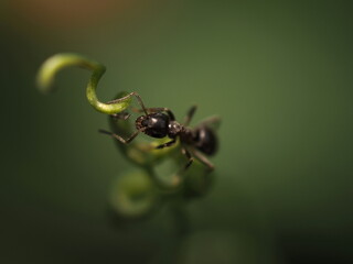 ant