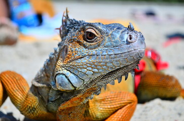 Close-up multicolored beautiful iguana on the sand of the beach on a blurry background