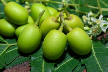 Neem or azadirachta indica leaves and fruits on wooden table background, herbal neem leaves