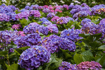Hydrangeas taken at Yangmingshan National Park in Taipei City, Taiwan on June 21, 2022