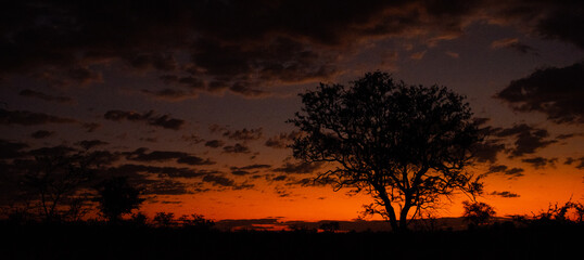 Fototapeta na wymiar Panoramic Silhouette of a tree against an orange sunset in Africa