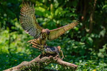 A crested goshawk Accipiter trivirgatus launch an air attack on a waterhen with natural background 