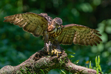 A crested goshawk Accipiter trivirgatus launch an air attack on an asian water monitor with natural background 