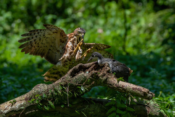A crested goshawk Accipiter trivirgatus launch an air attack on a waterhen with natural background 