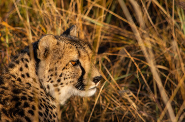 Close-up of a cheetah head with tall grass in the background
