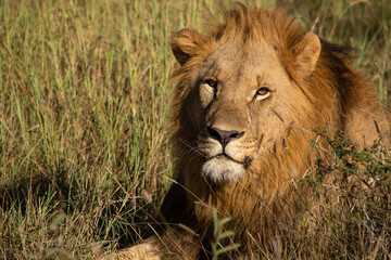 Fototapeta na wymiar Close up of a male lion's head while lying in the brown grass