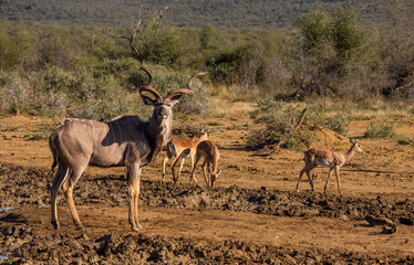 Male kudu standing at a waterhole with impala in the background