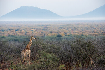 landscape, mist, morning, giraffe, tall, one, single, early