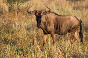 Adult blue wildebeest standing in the grass facing left