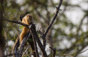 squirrel sitting in the dead branches of a tree