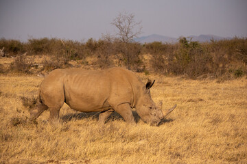 white rhino walking to right with head down