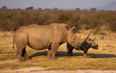 Fototapeta premium White rhino mother and calf