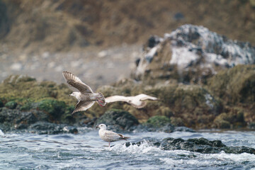 根室海峡の海鳥４