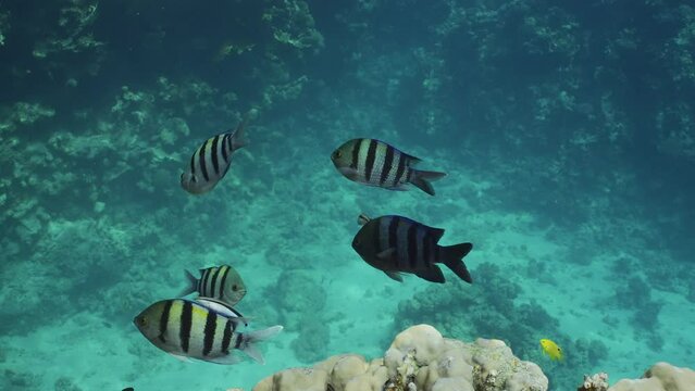 Sergeant fishes on cleaning station, Slow motion. Group of of Indo-Pacific sergeant (Abudefduf vaigiensis) swims on coral reef at cleaning station, Cleaner fish clean them from parasites in sunlight