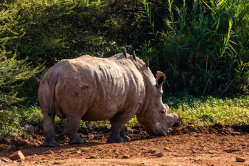 Fototapeta premium White rhino standing with oxpecker birds on its back