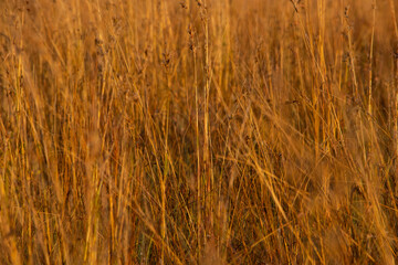 Fototapeta premium Tall grass close up in Pilanesburg