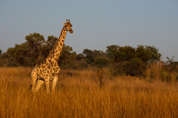Giraffe standing in grass with trees behind looking right in Pilanesberg