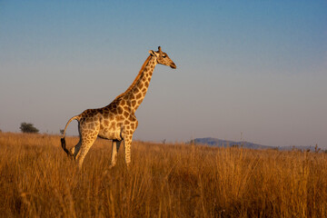 Giraffe standing in grass with blue sky in Pilanesberg