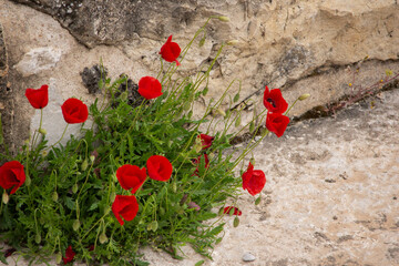 Poppies blooming in a crack in ruined stone steps in Turkey