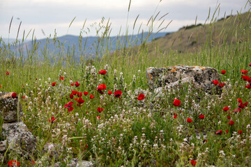 Red poppies growing around stone ruins 