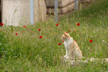 Cat sitting in the poppies in Turkey