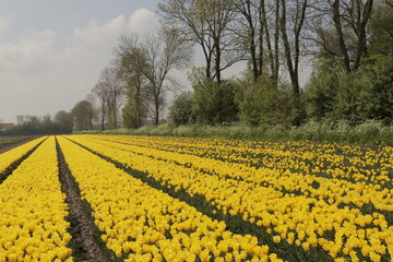 Yellow tulip flowers in rows in a field of colorful blooming tulips. Located in the Netherlands.