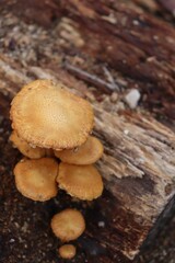 mushrooms in the woods