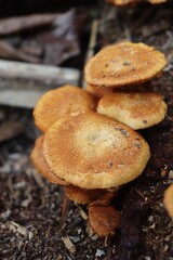 mushrooms in the woods
