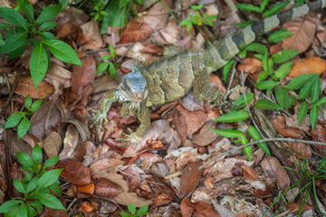 Defiant iguana staring straight into the camera surrounded by dry leaves