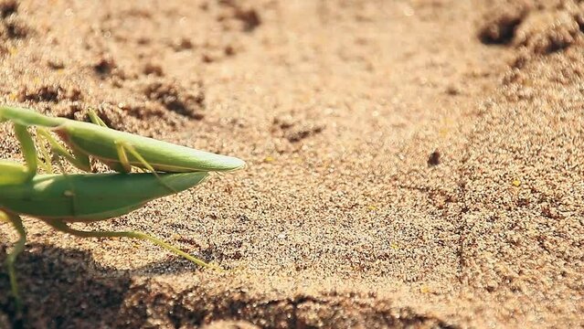 A pair of praying mantis or mantodea mating crawling by during the summer breeding season