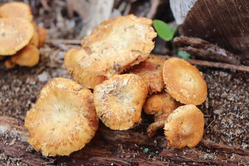 mushrooms in the woods