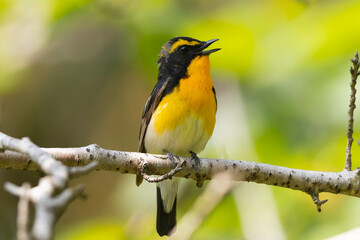 求愛の囀りを周りに響かせる雄のキビタキ