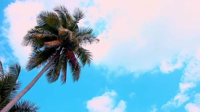 Low angle view of coconut palm trees in the breeze against the bright blue sky giving a psychedelic summer vibe