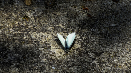 A very cute white butterfly perched on a rock.