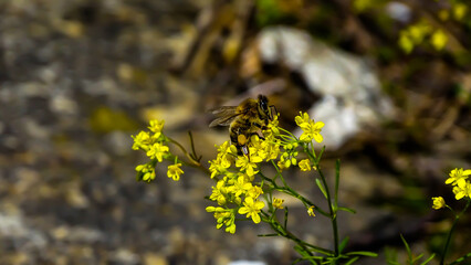 A nice fatty bee perched on some yellow flower and drinking nectar.