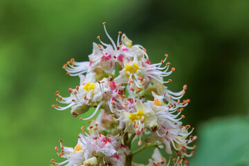 Close up of flower umbel of chestnut tree