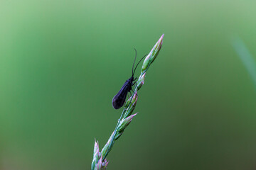 A caddis fly climbing on stalk of grass against blurred background