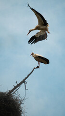 A stork flies up to a nest in a tree with a second ais high in the sky in summer